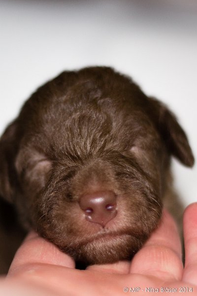 2014-02-18 Welpen Svet & Ruby-1922.jpg - Day 15